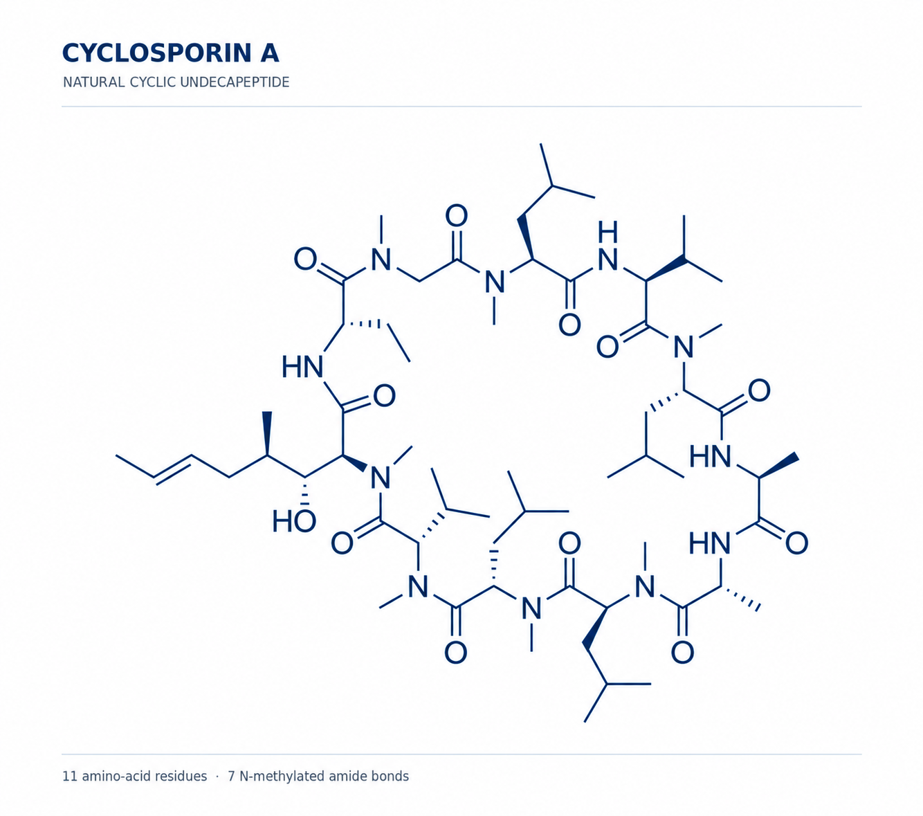 Two-dimensional chemical structure of Cyclosporine A.