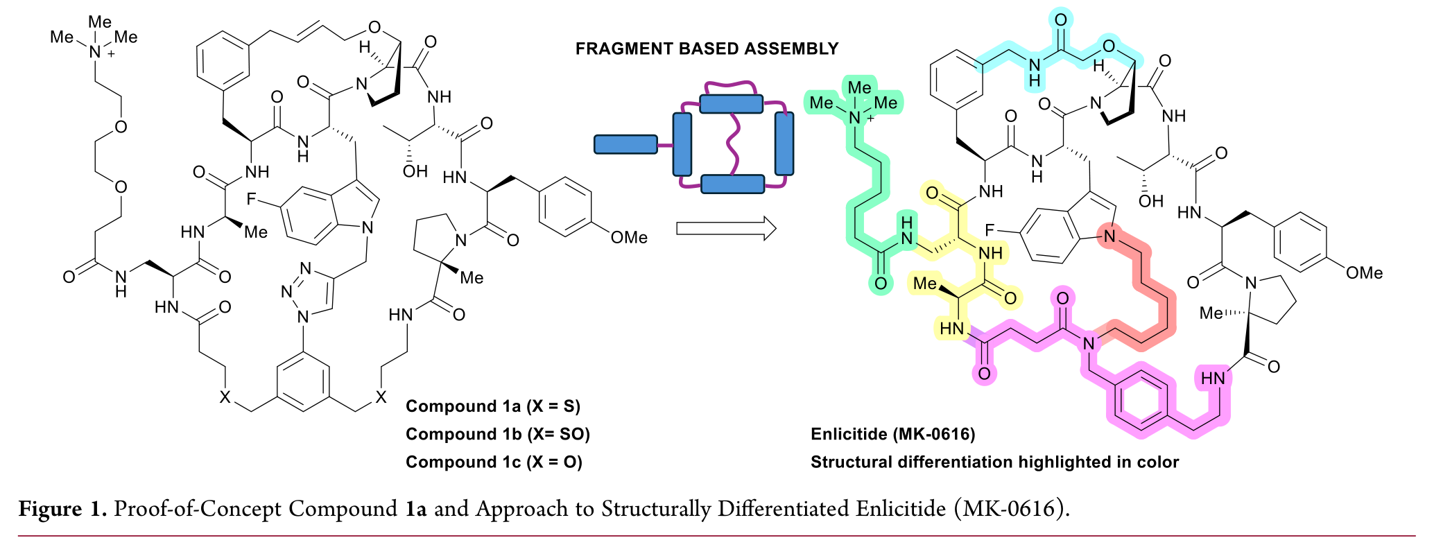 Corrected published structure comparison from Compound 1a to Enlicitide Corrected Figure 1 from Josien and colleagues, showing the genuinely cross-linked Compound 1a structure, its oxidized analogues 1b and 1c, fragment-based assembly, and Enlicitide.
