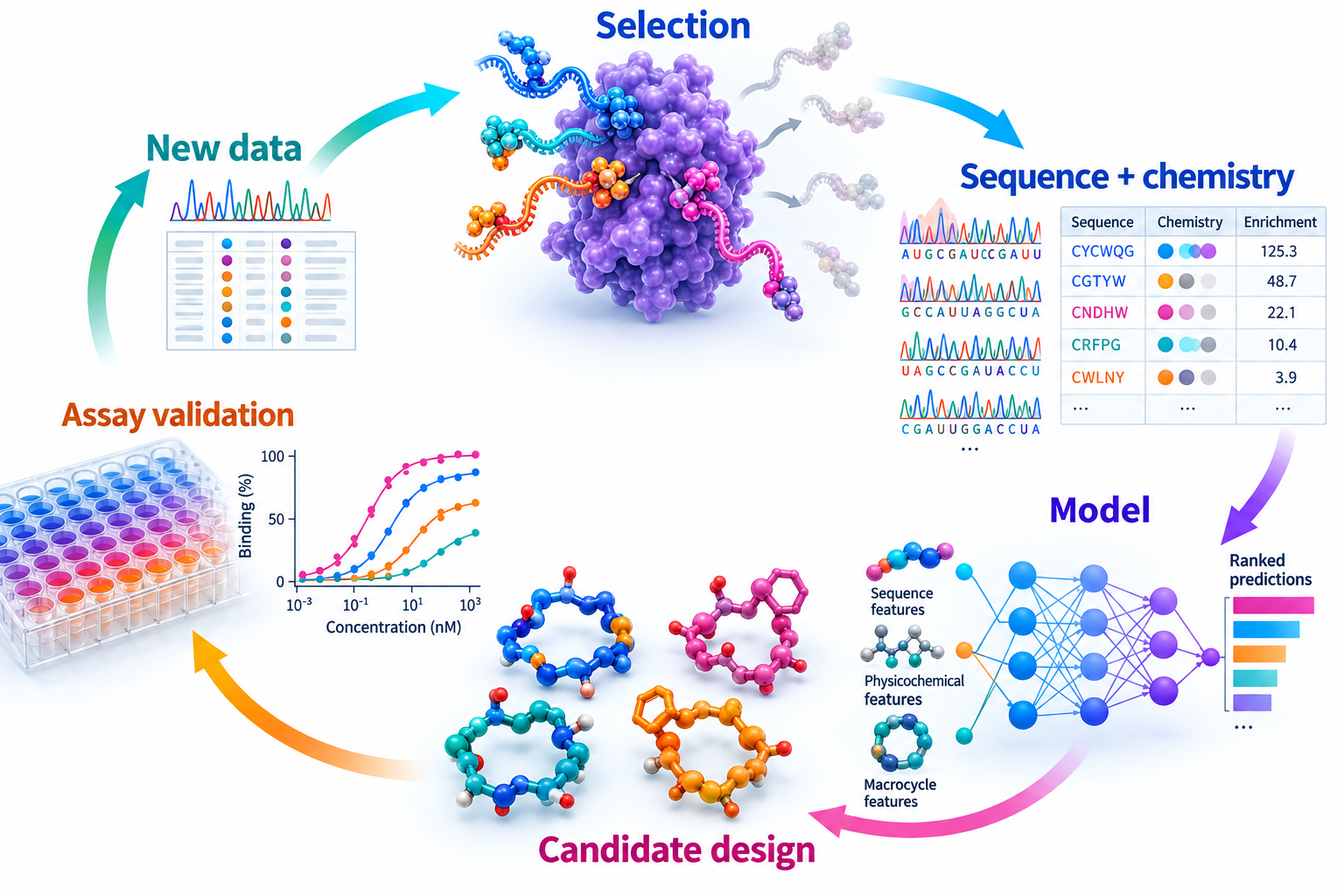 From Experimental Selection to a Data-Driven Design Loop Closed loop connecting mRNA display selection and sequencing to sequence, chemistry and enrichment data, a computational model, candidate design, experimental validation and new data.