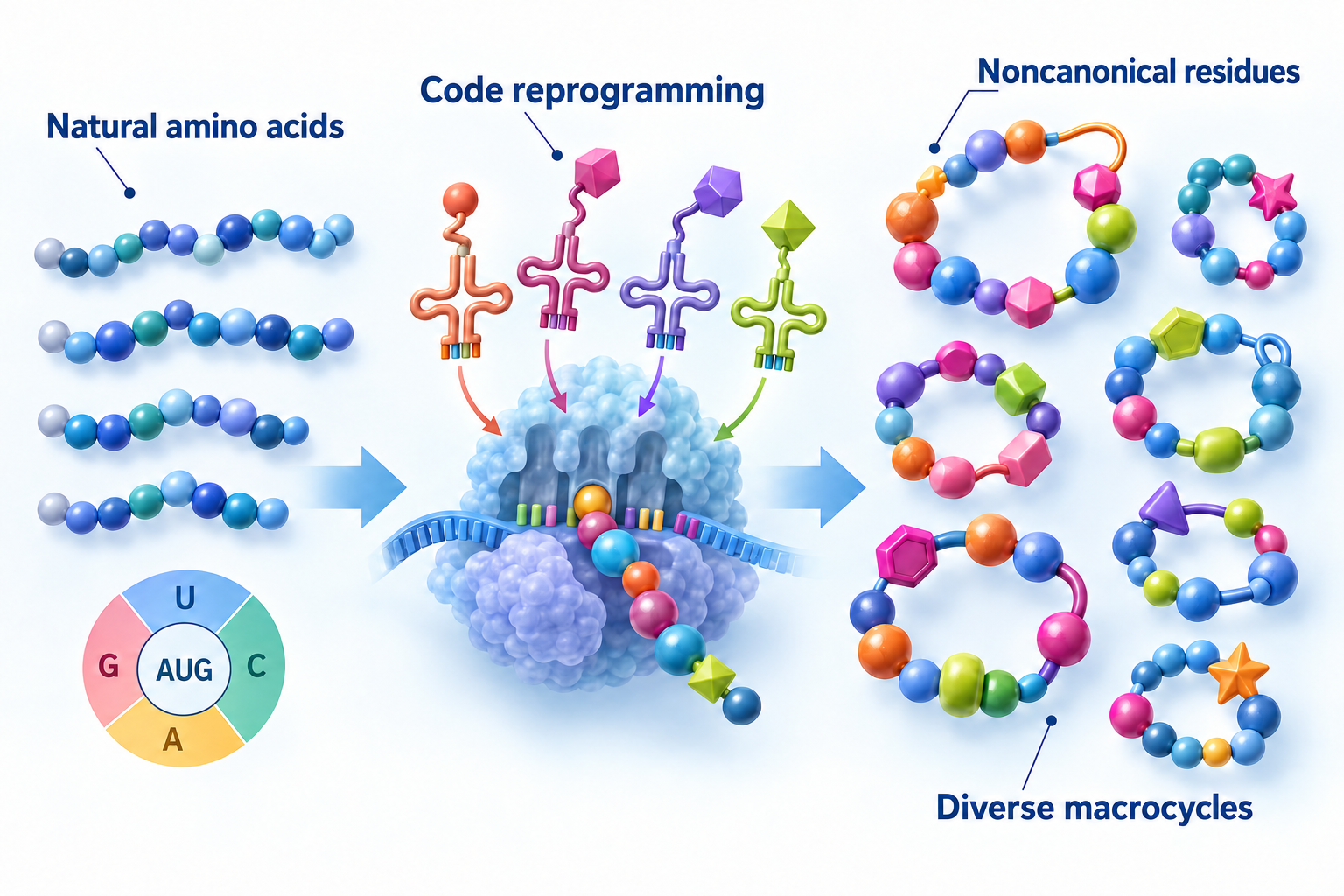 Expanding from Natural Sequence Space to Noncanonical Cyclic-Peptide Chemical Space Conceptual diagram in which genetic-code reprogramming and translation chemistry expand a natural amino-acid peptide library into diverse cyclic peptides containing noncanonical residues.