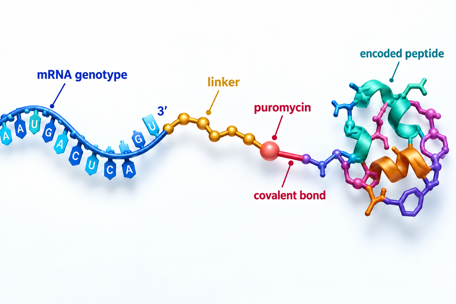 Principle of mRNA Display Diagram showing an mRNA genotype connected through a simplified linker and puromycin node to its covalently attached encoded peptide phenotype.