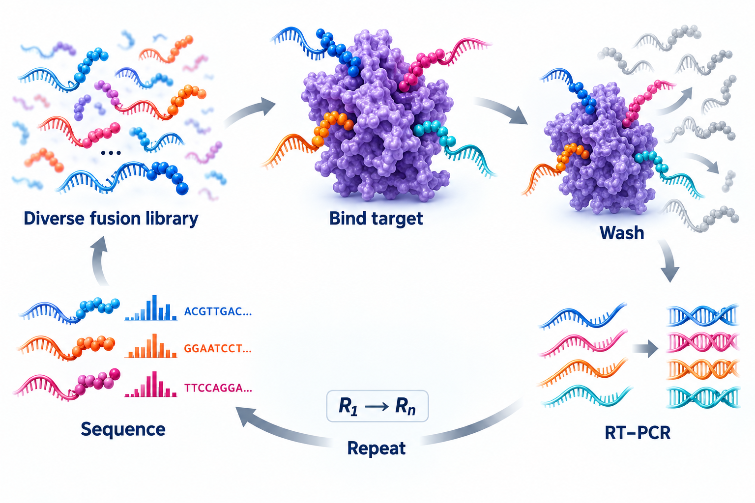 A Representative mRNA Display Selection Cycle mRNA display selection cycle showing a diverse fusion library, target binding, washing, RT-PCR, repeated rounds, and sequencing.